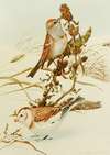 Tree Sparrow,Snowflake