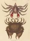 Red Mottled Rock-crab (Cancer grapsus)