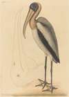 The Wood Pelican (Tantalus Loculator)
