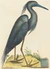 The Blue Heron (Ardea coerulea)