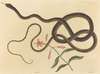 The Coach-whip Snake (Coluber flagellum)
