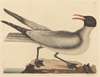 The Laughing Gull (Larus articilla)