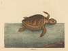 The Logger-head Turtle (Testudo Cavanna)
