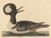 The Round Crested Duck (Mergus cucullatus)