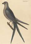 The Swallow Tail Hawk (Falco furcatus)