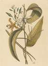 The Vanelloe (Epidendrum Vanilla)
