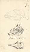 Skeletro della Testa di Fecco (Three Animal Skulls)