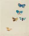 Five Butterflies