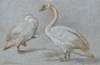 A Pair Of Standing Swans, One Preening