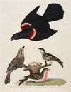 1. Red-winged Starling. 2. Female. 3. Black-poll Warbler. 4. Lesser Red-poll