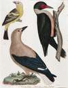 Louisiana Tanager, Clark’s Crow, Lewis’ Woodpecker