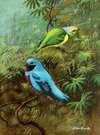 Costa Rican tanager and lovely cotinga
