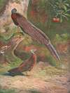 Malay Argus Pheasant