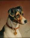 Portrait of a Jack Russel Terrier