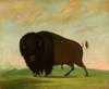 Buffalo Bull, Grazing on the Prairie