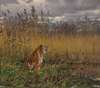 A Tiger in a Landscape