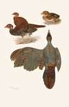 Plumages Of The Bornean And Siamese Crested Firebacks
