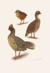 Plumages Of The Himalayan Blood Partridge