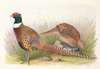 Manchurian Ring-Necked Pheasant