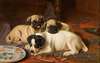 Dinner, Two Pugs And A Terrier
