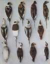 Plumages Of The Long-Tailed Duck (Adult Males and Adult Females)