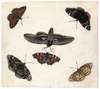 Studies Of Five Butterflies And A Hawk Moth