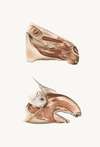 Deeper Facial Muscles Of Horse And Tapir