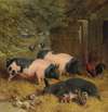 Berkshire Saddlebacks and Chickens in a Straw-bedded Yard