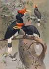 The Concave-Casqued Hornbill