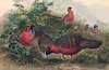 The Horned Tragopan