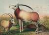 The Leucoryx Antelope