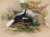 The Patagonian Skunk