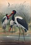 The Saddle-Billed Stork