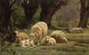 Sheep Grazing In A Wooded Clearing