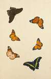 Studies Of Six Butterflies