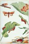 The Red-Humped Caterpillar