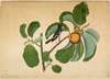 Oriental Magpie Robin with Katydid and Leaf Hopper on Monkey Jack Branch