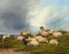 Sheep In A Pasture