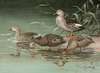 Indian Spot-Bill, Eastern Spot-Billed Duck