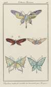Journal des Dames et des Modes, Costumes Parisiens, 1913, No. 88 ; Papillons naturels montés (…)