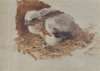 Detail Study of a Peregrine Falcon’s Nest