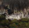 Wild Ducks in Reeds