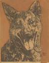 Cees, portret van een hond
