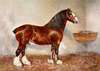 Clydesdale Stallion, Prince of Albion