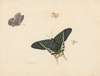 Drie vlinders en een wesp of vlieg