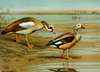 Egyptian Goose, Orinoco Goose