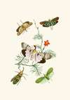 The cabinet of oriental entomology Pl IV