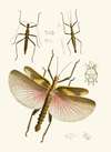 The cabinet of oriental entomology Pl VIII