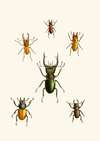 The cabinet of oriental entomology Pl XI