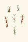 The cabinet of oriental entomology Pl XVI